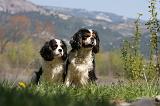 CAVALIER KING CHARLES 662